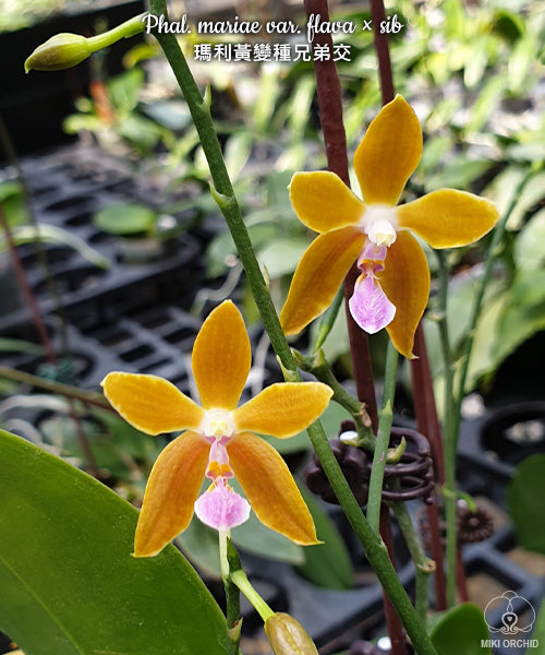 Phalaenopsis mariae var. flava