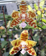 Carica l'immagine nel visualizzatore Galleria, Phalaenopsis mariae var. flava