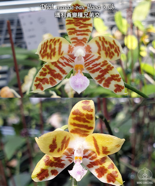 Phalaenopsis mariae var. flava