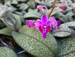 Carica l&#39;immagine nel visualizzatore Galleria, Phalaenopsis pulcherrima var. marmorata
