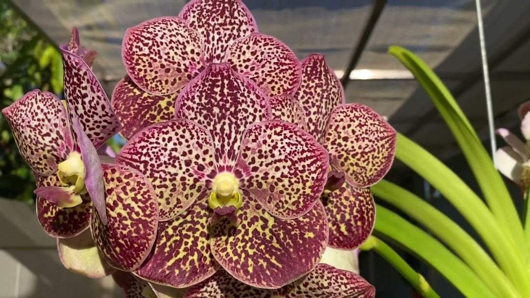 Vanda Ascda Kulwadee fragrans