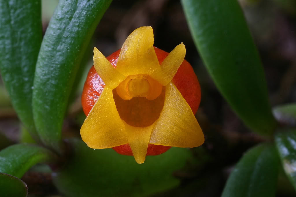 Mediocalcar decoratum