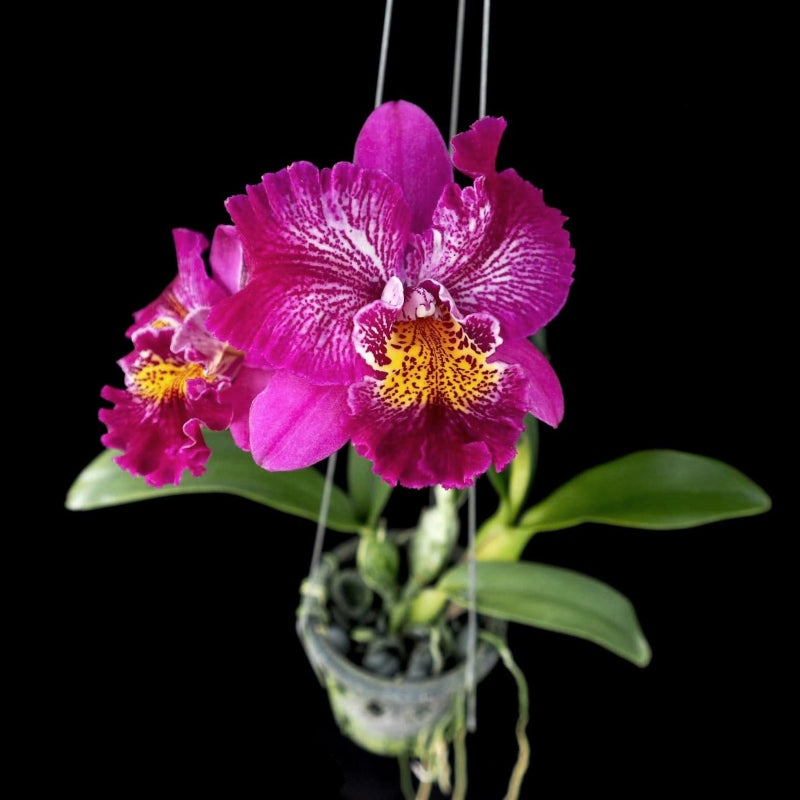 Meloara Ching Sun Bright Star (Mel. Tzeng-Wen Tricia × Rlc. Shinfong Honey)