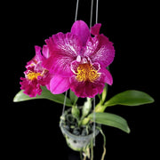 Meloara Ching Sun Bright Star (Mel. Tzeng-Wen Tricia × Rlc. Shinfong Honey)