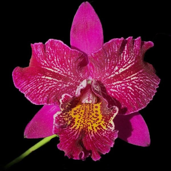 Meloara Ching Sun Bright Star (Mel. Tzeng-Wen Tricia × Rlc. Shinfong Honey)