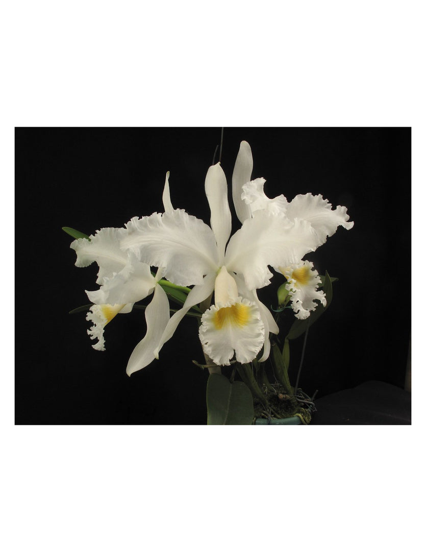 Cattleya mendelii var. alba