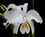 Carica l'immagine nel visualizzatore Galleria, Cattleya mendelii var. alba