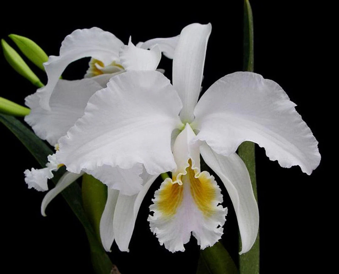 Cattleya mendelii var. alba