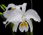 Cattleya mendelii var. alba