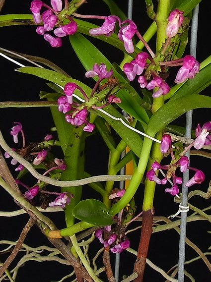 Micropera utriculosa