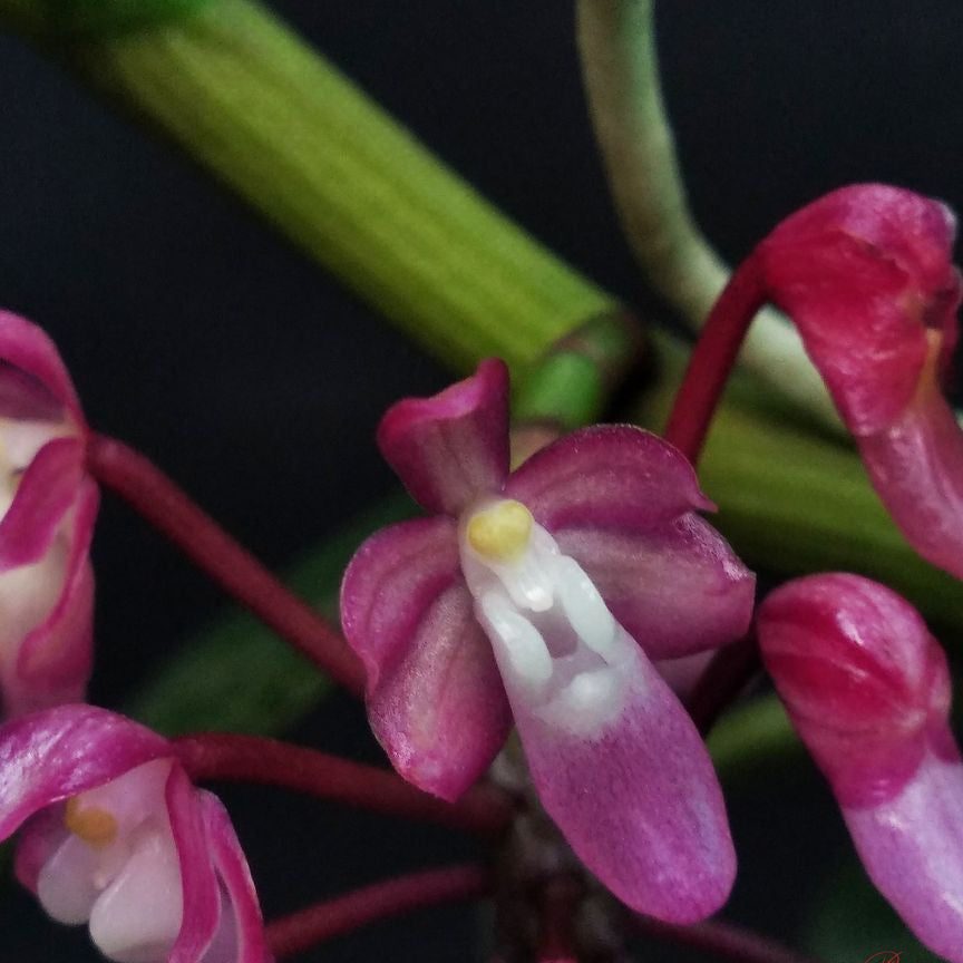 Micropera utriculosa