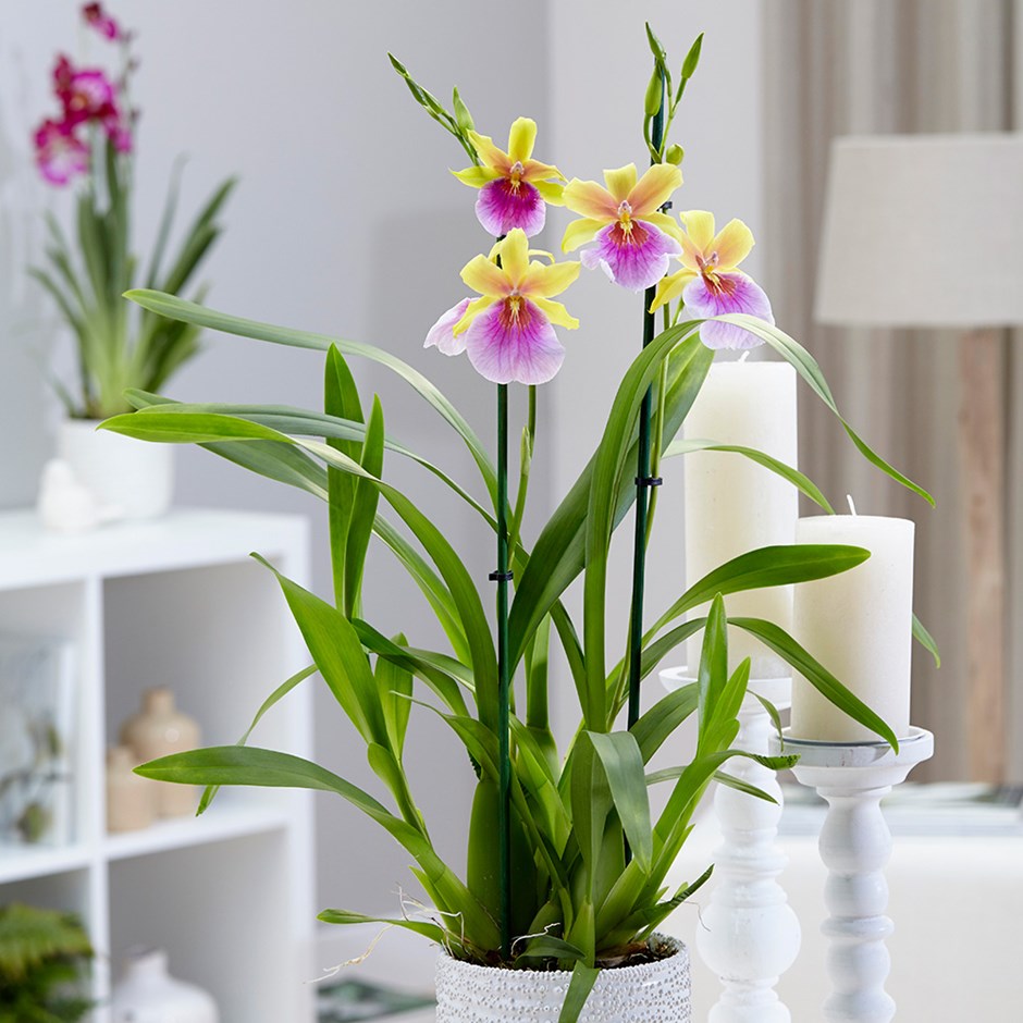 Miltonia sunset