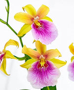 Carica l'immagine nel visualizzatore Galleria, Miltonia sunset