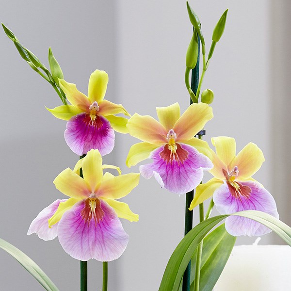 Miltonia sunset