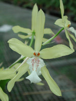Load image into Gallery viewer, Miltonia flavescens