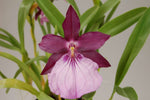 Carica l'immagine nel visualizzatore Galleria, Miltonia spectabilis var. moreliana