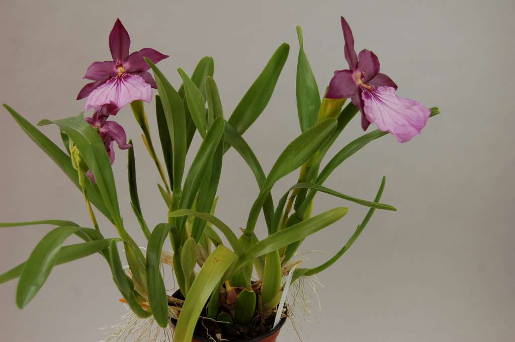 Miltonia spectabilis var. moreliana