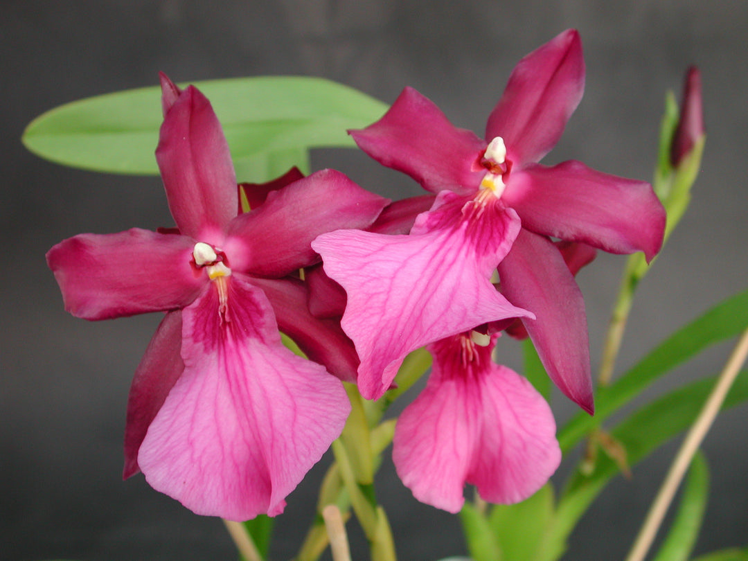 Miltonia xBluntii (M. clowesii x M. spectabilis)