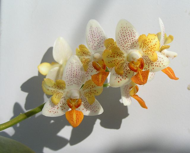 Phalaenopsis Mini Mark - Peloric 3 lips