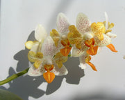 Phalaenopsis Mini Mark - Peloric 3 lips