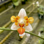 Carica l&#39;immagine nel visualizzatore Galleria, Phalaenopsis Mini Mark - Peloric 3 lips
