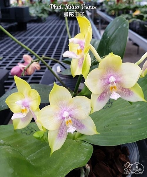 Phalaenopsis Mituo Prince