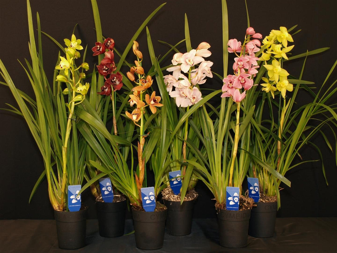 Cymbidium Mix