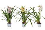 Carica l&#39;immagine nel visualizzatore Galleria, Cymbidium Mix
