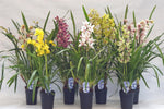 Carica l&#39;immagine nel visualizzatore Galleria, Cymbidium Mix 3 rami
