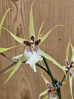 Carica l&#39;immagine nel visualizzatore Galleria, Brassia mix
