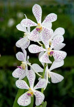 Load image into Gallery viewer, Vanda MV Tannins