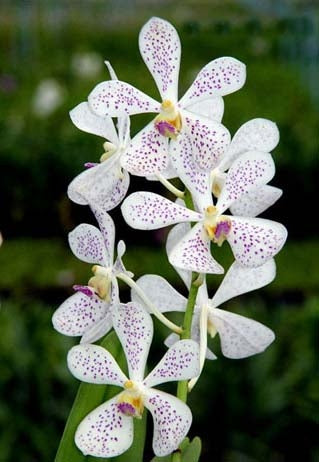 Vanda MV Tannins