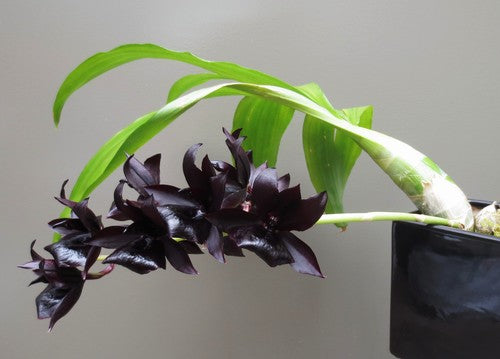 Monnierara Millennium Magic 'Witchcraft' AM/AOS