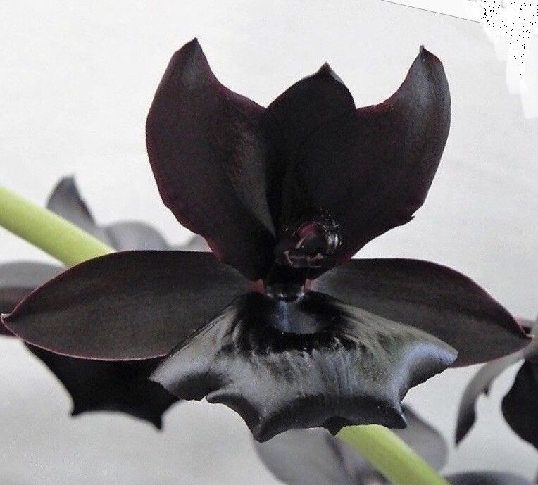 Monnierara Millennium Magic 'Witchcraft' AM/AOS