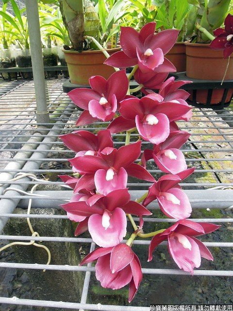 Monnierara Jumbo Delight 'Black Onyx'