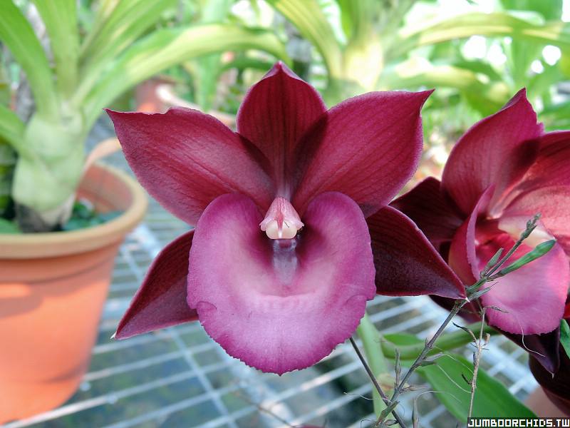 Monnierara Jumbo Delight 'Black Onyx'