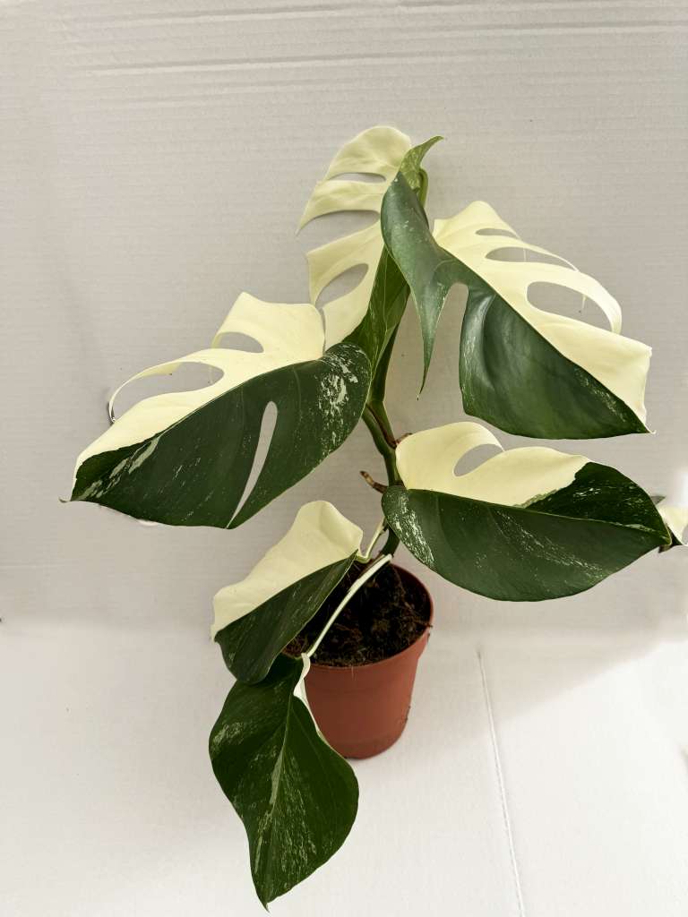 half moon monstera deliciosa Monstera albo variegata HALF MOON – Giulio Celandroni Orchidee