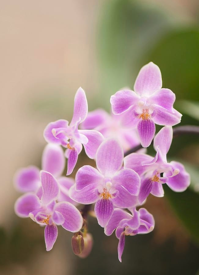 Phalaenopsis Silbergrube (celebensis x equestris) x Phal. javanica