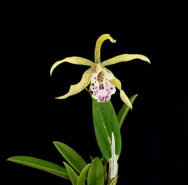 Myrmecophila Sol Taino (Myrmecophila thomsoniana x B. nodosa)