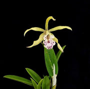 Myrmecophila Sol Taino (Myrmecophila thomsoniana x B. nodosa)