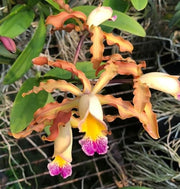 Myrmecocattleya Luster 'Gazelle' (Cattleya forbesii × Myrmecophila thomsoniana)