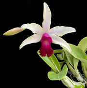 Myrmecocattleya RIO's Little Treasure (Cattleya violacea s/a × Myrmecophila albopurpurea)