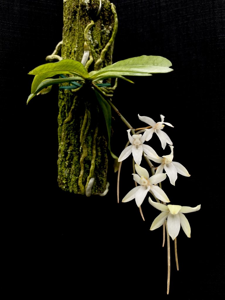 Aerangis mystacidii
