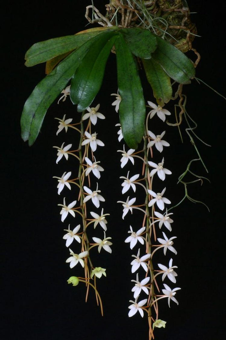 Aerangis mystacidii