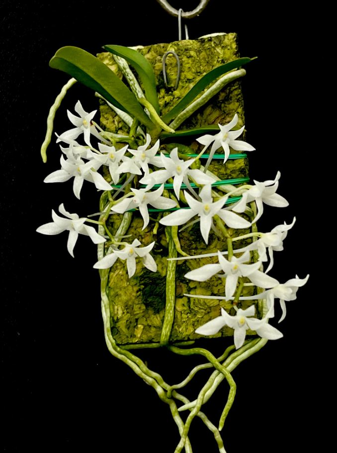 Mystacidium braybonae