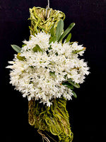 Carica l&#39;immagine nel visualizzatore Galleria, Mystacidium braybonae
