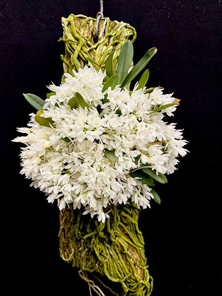 Mystacidium braybonae