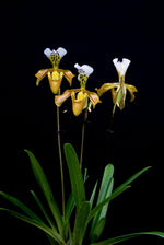 Load image into Gallery viewer, Paphiopedilum gratrixianum
