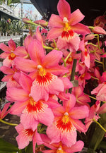 Carica l&#39;immagine nel visualizzatore Galleria, Burrageara Nelly Isler &#39;Sunset&#39;
