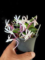 Carica l&#39;immagine nel visualizzatore Galleria, Vaso Asia per Neofinetia
